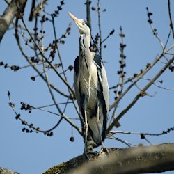 Graureiher auf Baum