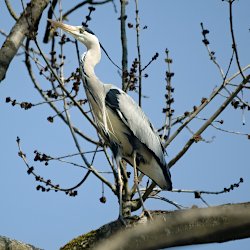 Graureiher auf Baum