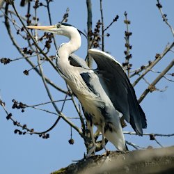 Graureiher auf Baum hebt Flügel