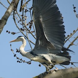 Graureiher auf Baum startet