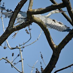 Graureiher fliegt weg