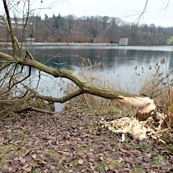 vom Biber gefällte Weide